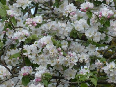 Spring Is In The Air