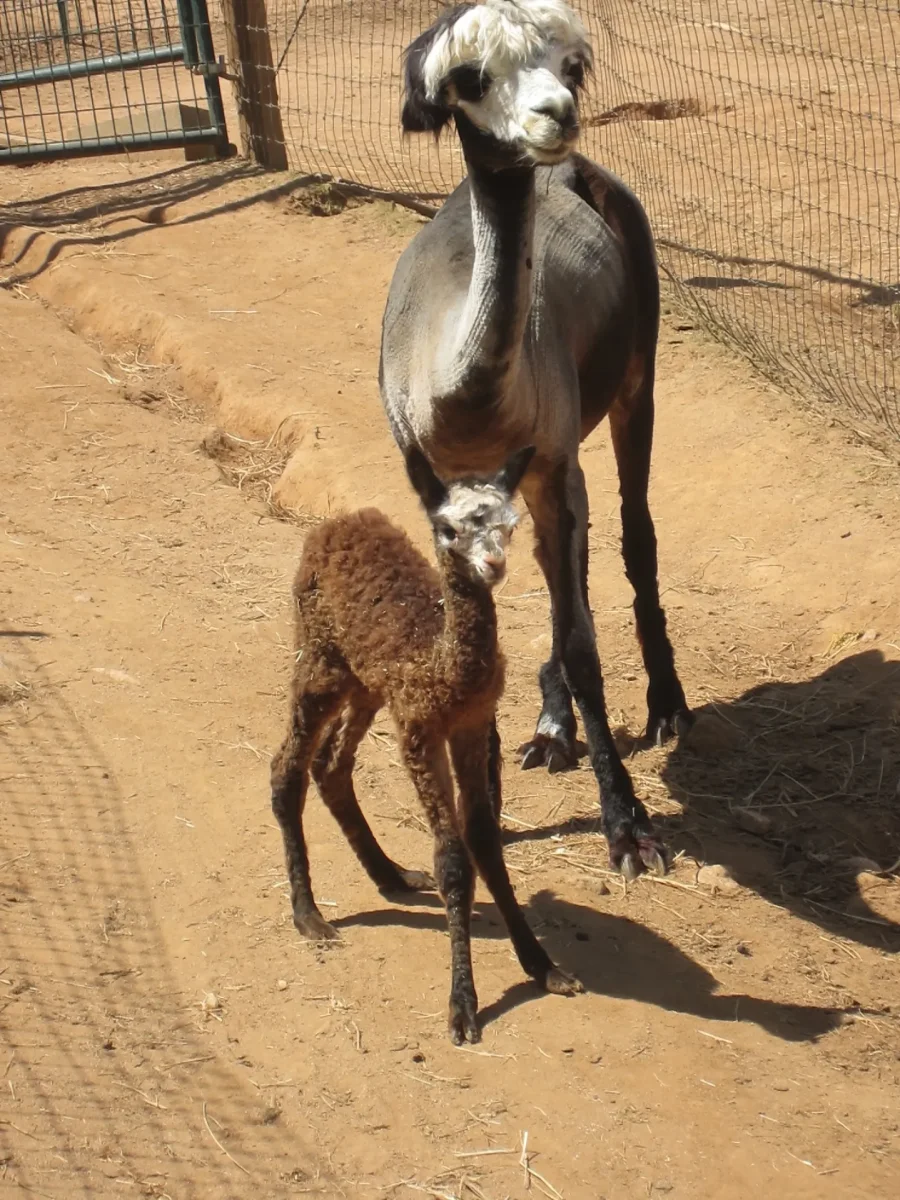 babywithmama4 (900x1200)