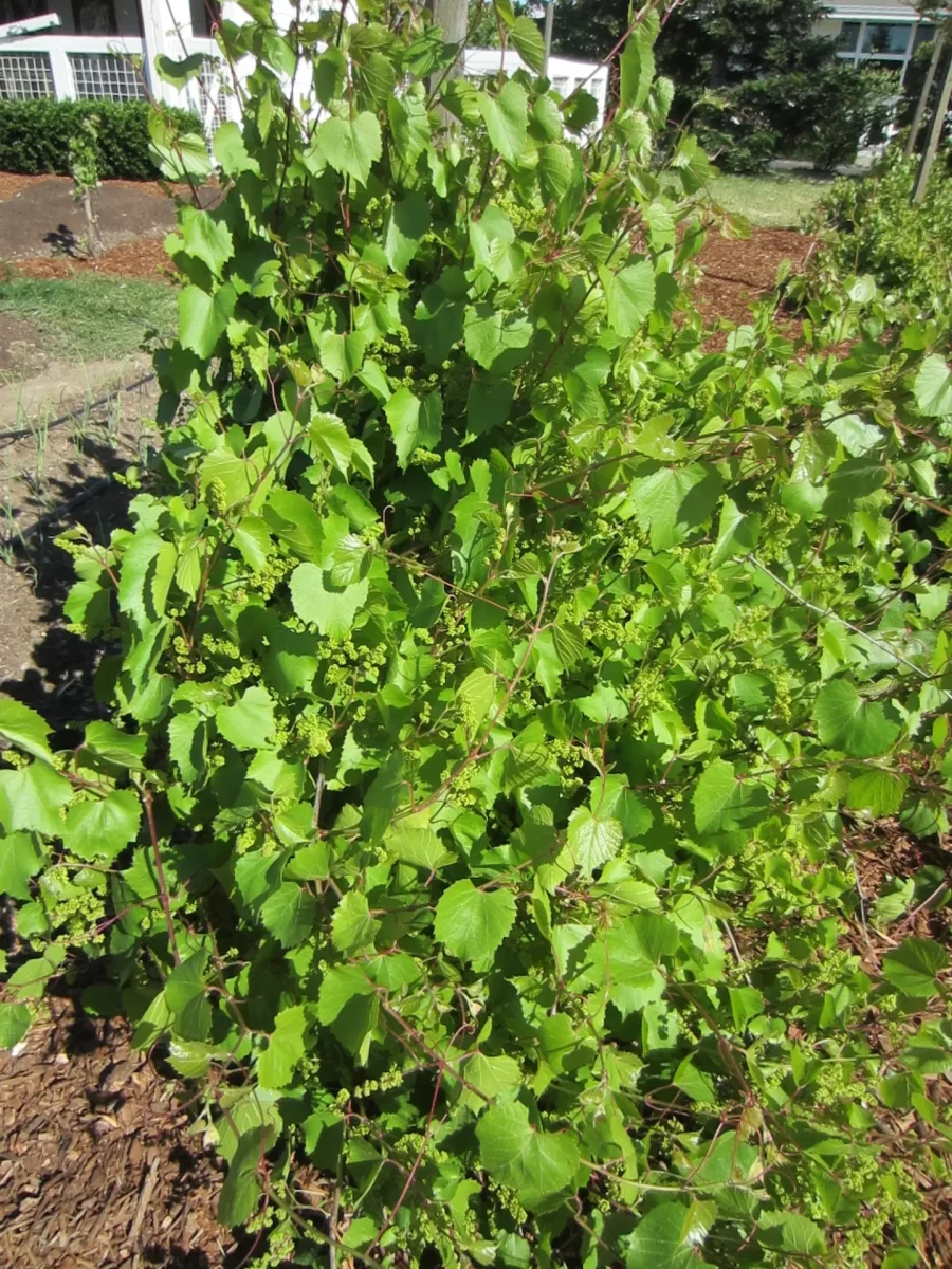 beneficial insectary (900x1200)