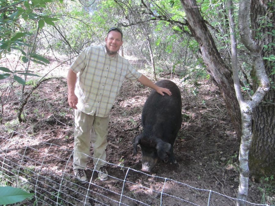 The Big Daddy Boar. He eats poison oak like candy!