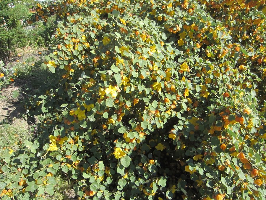 biodynamic preparations and companion planting (900x675)