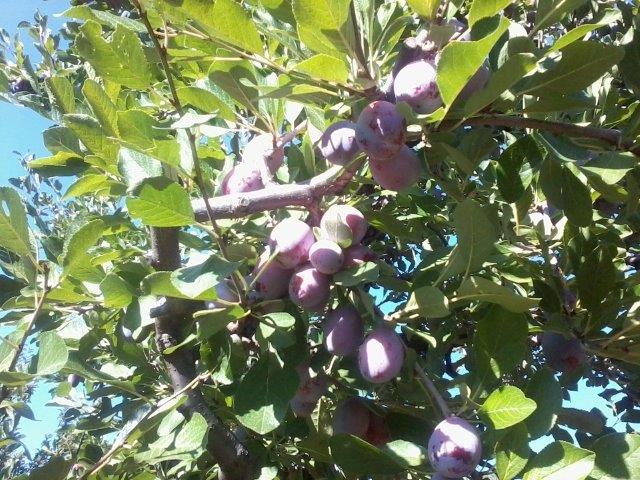 Black Fryer Plums on the Tree