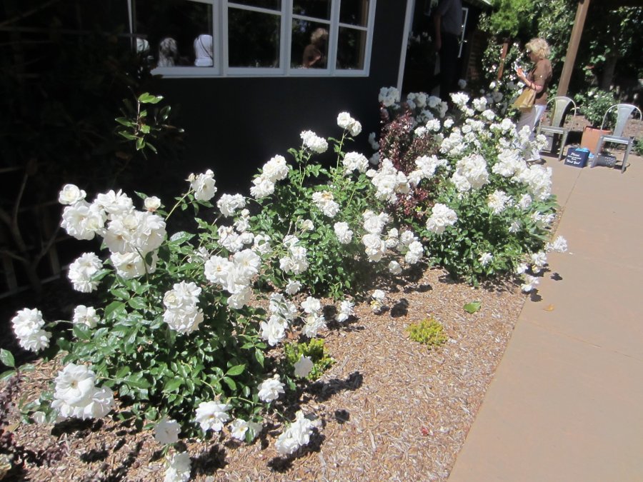 borderwhite2 (900x675)