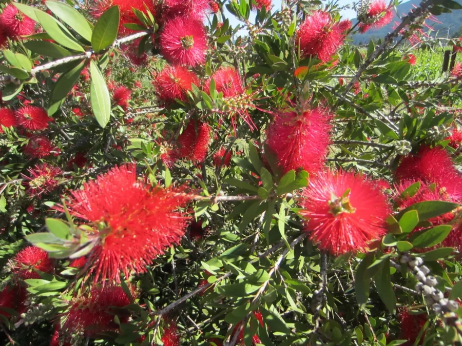 Bottlebrush plant (genus Callistemon)