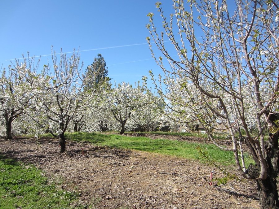 cherryorchard fausel (900x675)