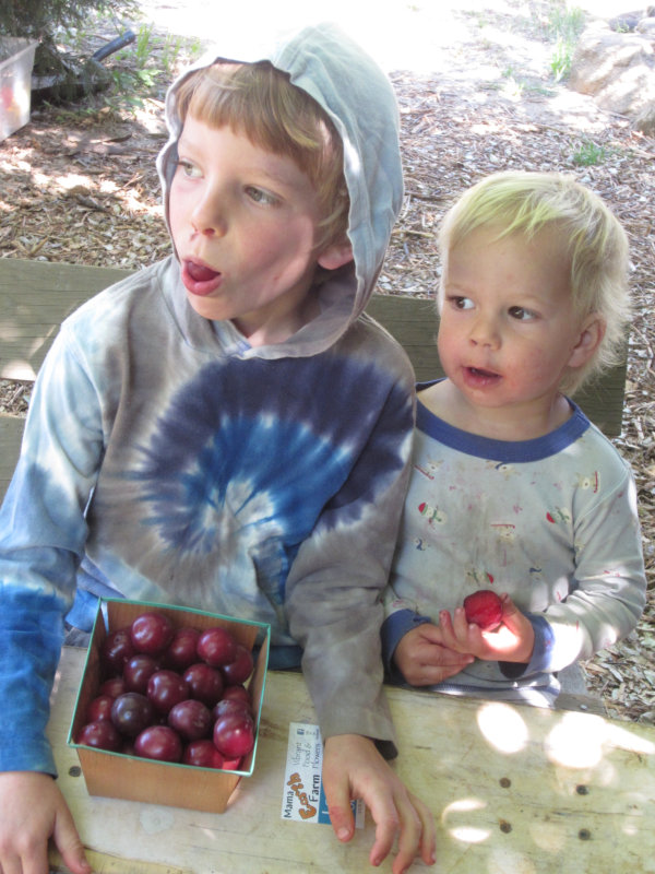 Helpers Yarrow and Alder