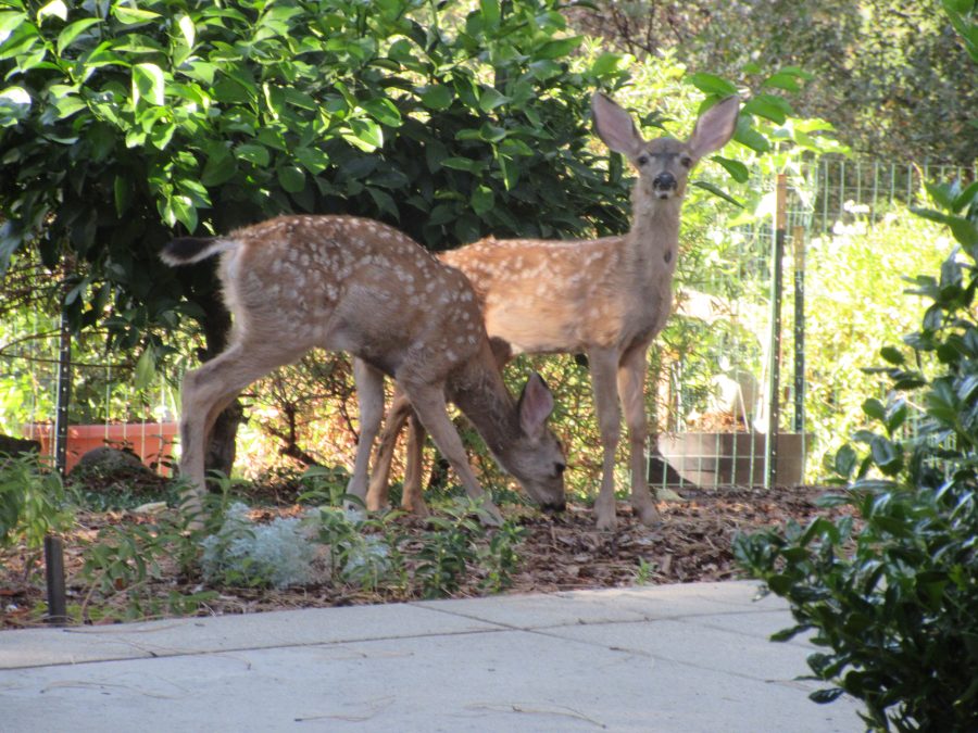 deer2 82018 (900x675)