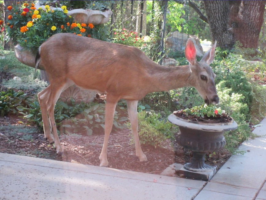 deer 82018 (867x653)