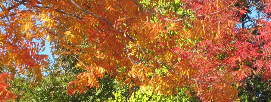 fall color (900x339)