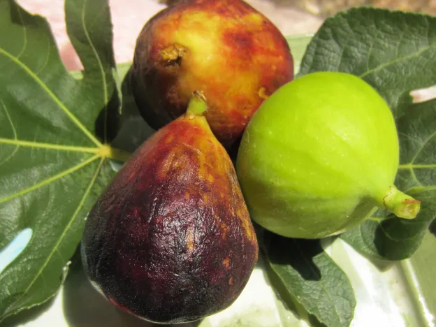 Three Perfect Figs