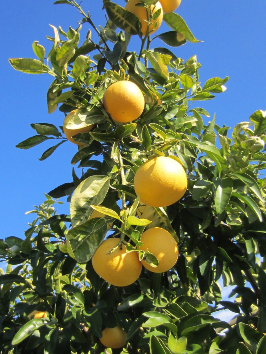 Grapefruits from Hoovervile