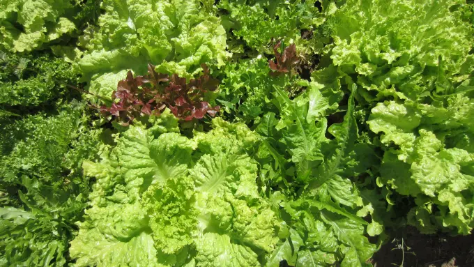 Greens and More Greens!