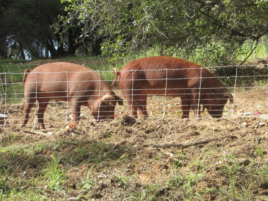 heritagepigs2 fullmoon