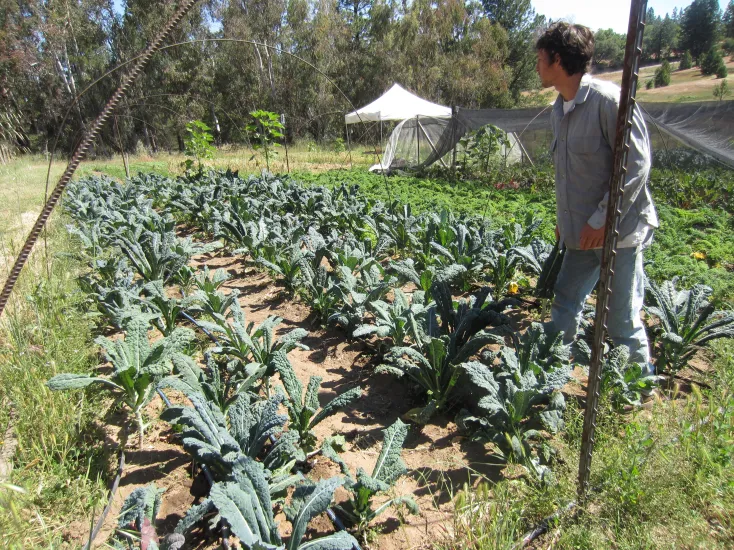 kale harvest (734x550)