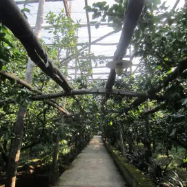 The canopy is on purpose to protect the trees from the north wind.