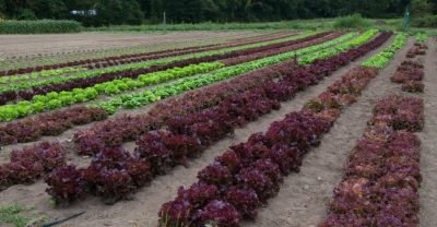 Greens For Goodness Sake