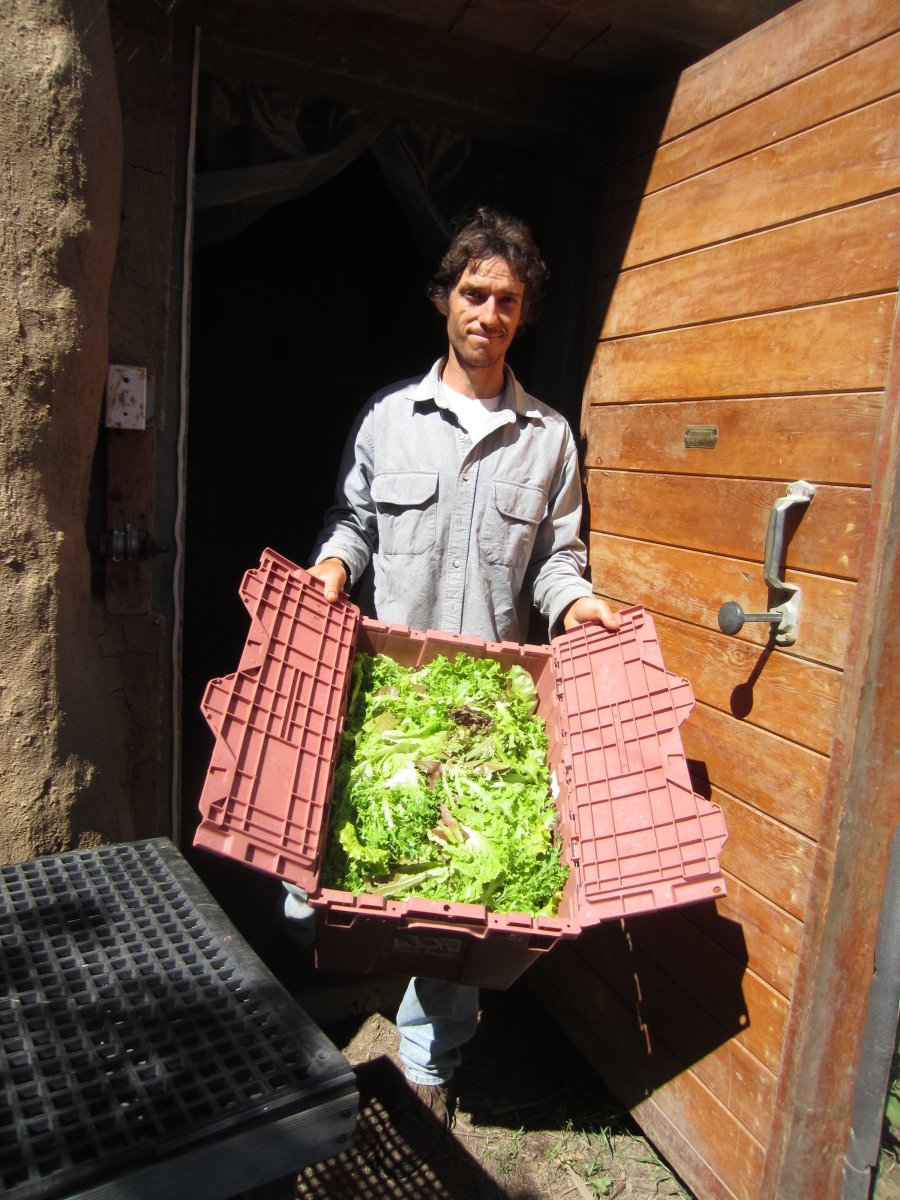 Ben Showing Off the Lettuce Harvest