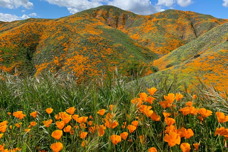 Poppy Fields in Walker Canyon