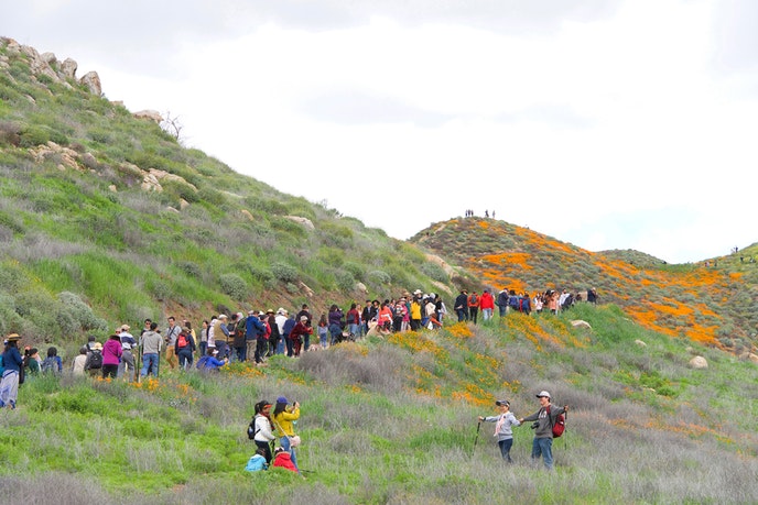 Crowds Gather to View the Poppies