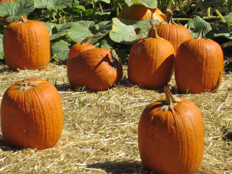 Pumpkins in Field