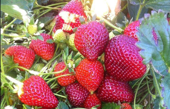 strawberriesinfield e1461902537351 (717x460)