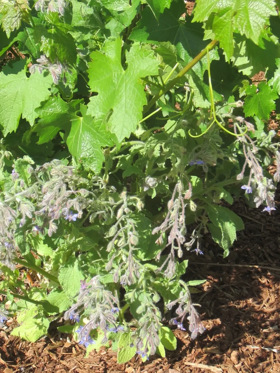wine and herb pairing garden (900x1200)