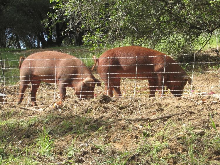 HeritagePigs2_FullMoon