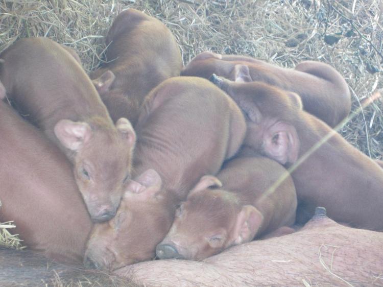 Piglets born 4_12.FullMoon