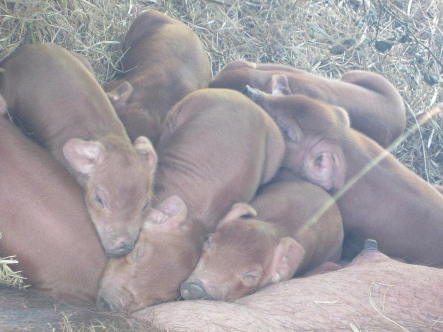 Piglets born 4_12.FullMoon