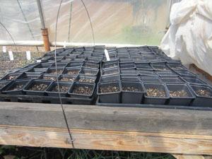 Warming those seedling trays in the small greenhouse.