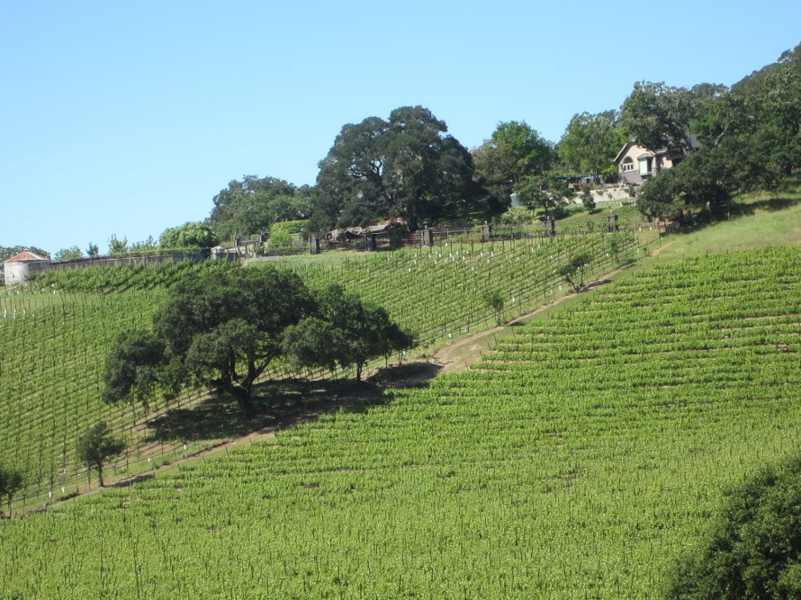 UphillVineyard2