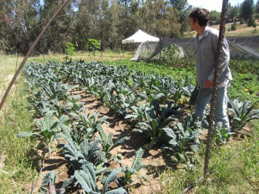 Kale Harvest