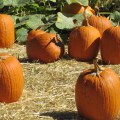 pumpkinfield