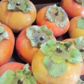 persimmons