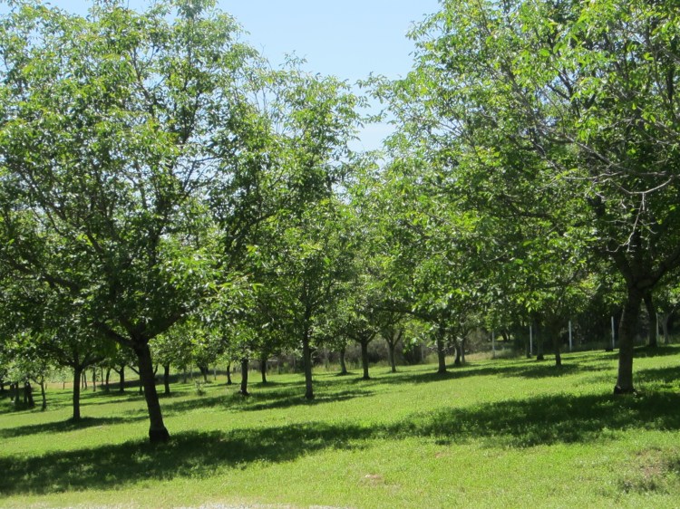 WalnutOrchard.jpg