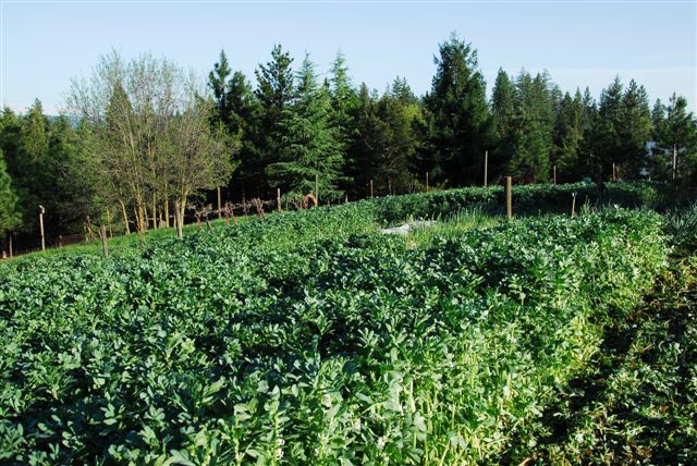 Bell bean cover crop May 2012.jpg