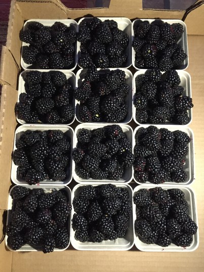 blackberries